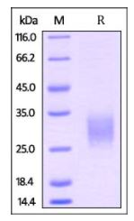 Mouse GITR, His Tag on SDS-PAGE under reducing (R) condition. The gel was stained overnight with Coomassie Blue. The purity of the protein is greater than 95%.